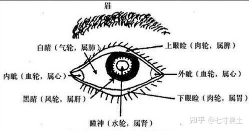 3-中医诊断学— 局部望诊 - 知乎