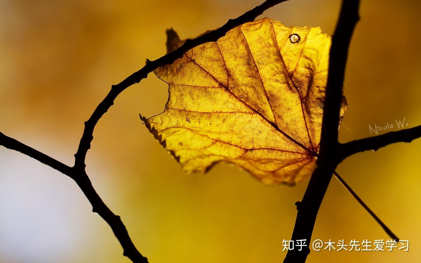 一叶之秋壁纸图片