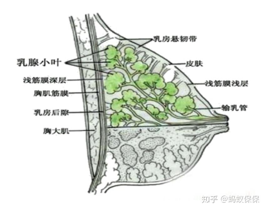 乳房悬韧带在哪个部位图片