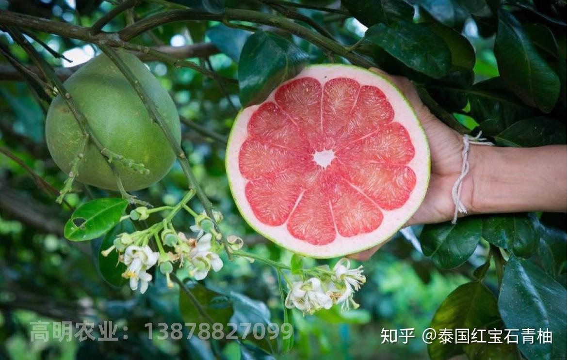 “高明农业“泰国红宝石青柚，的特点和优势 - 知乎