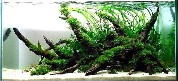 什么是水草造景求介绍水草造景的概念