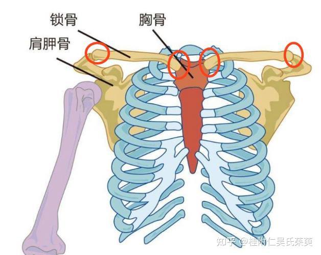 巨骨穴