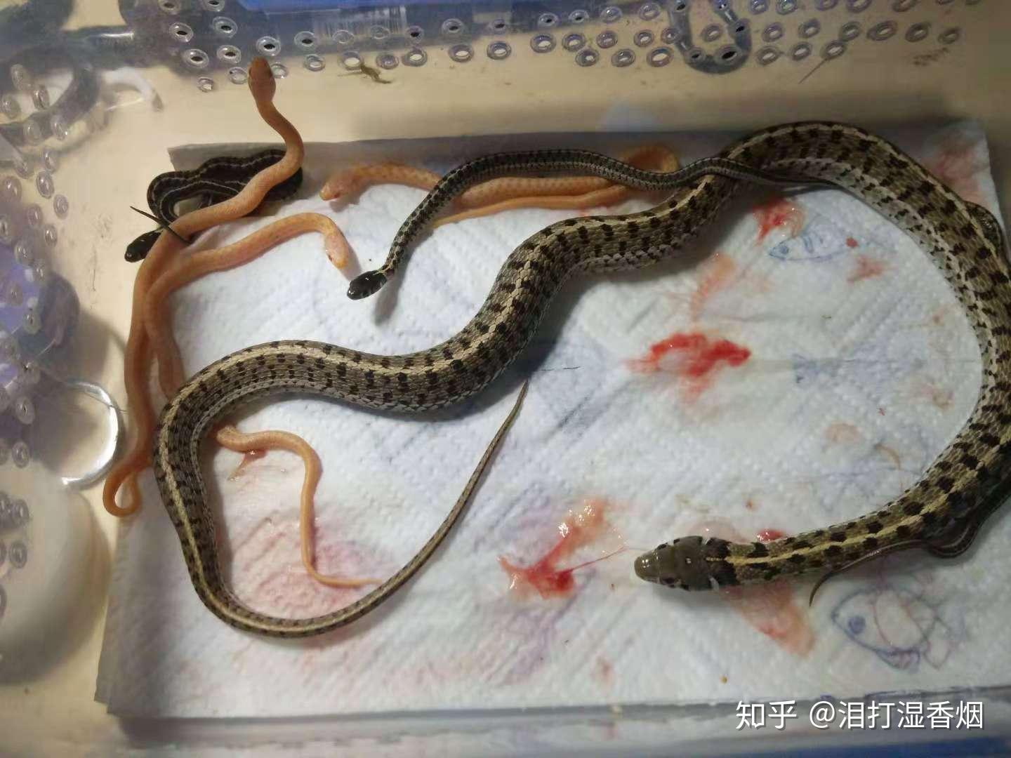 小谈草原束带蛇