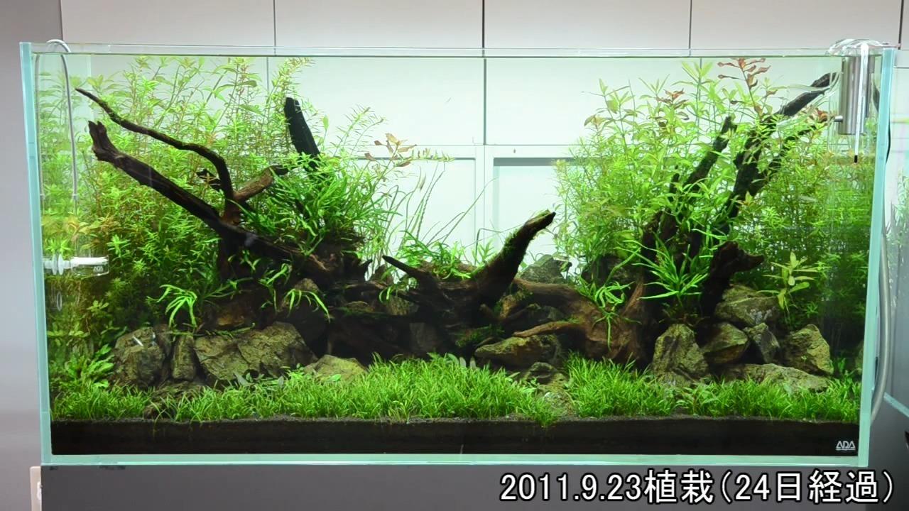 水族水草缸樣式集我主頁有很多造型視頻