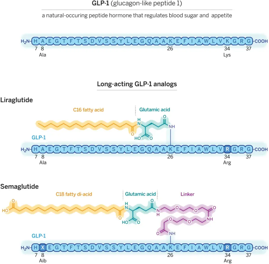 Beyond GLP-1: Metabolites in snake blood show weight loss potential