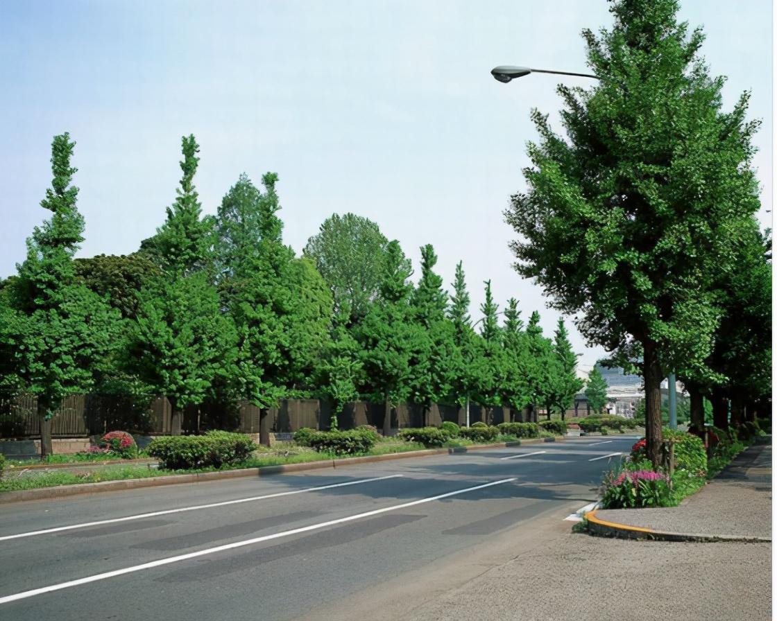 城市道路绿化设计技巧