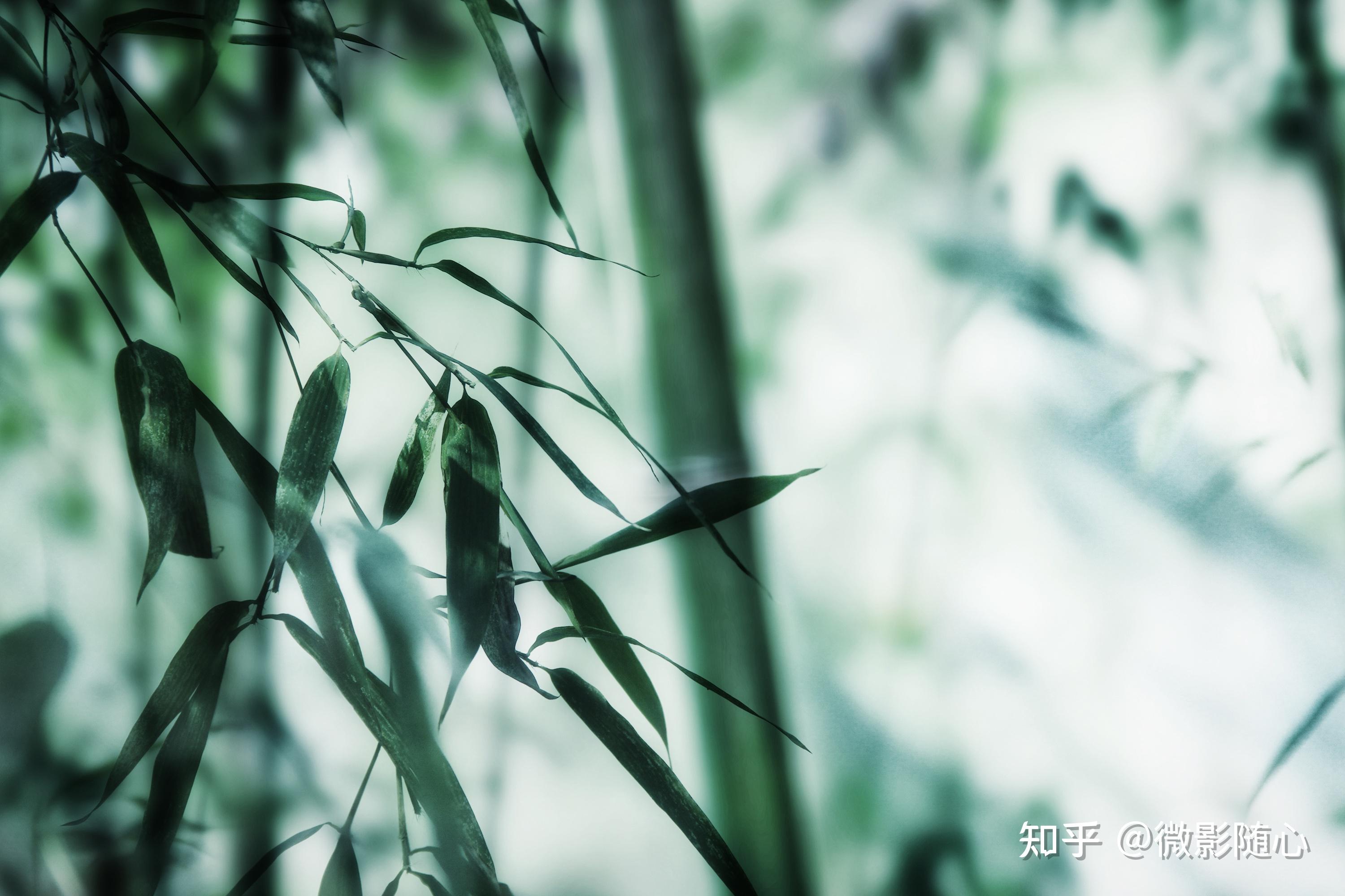 摄影丨竹韵意境