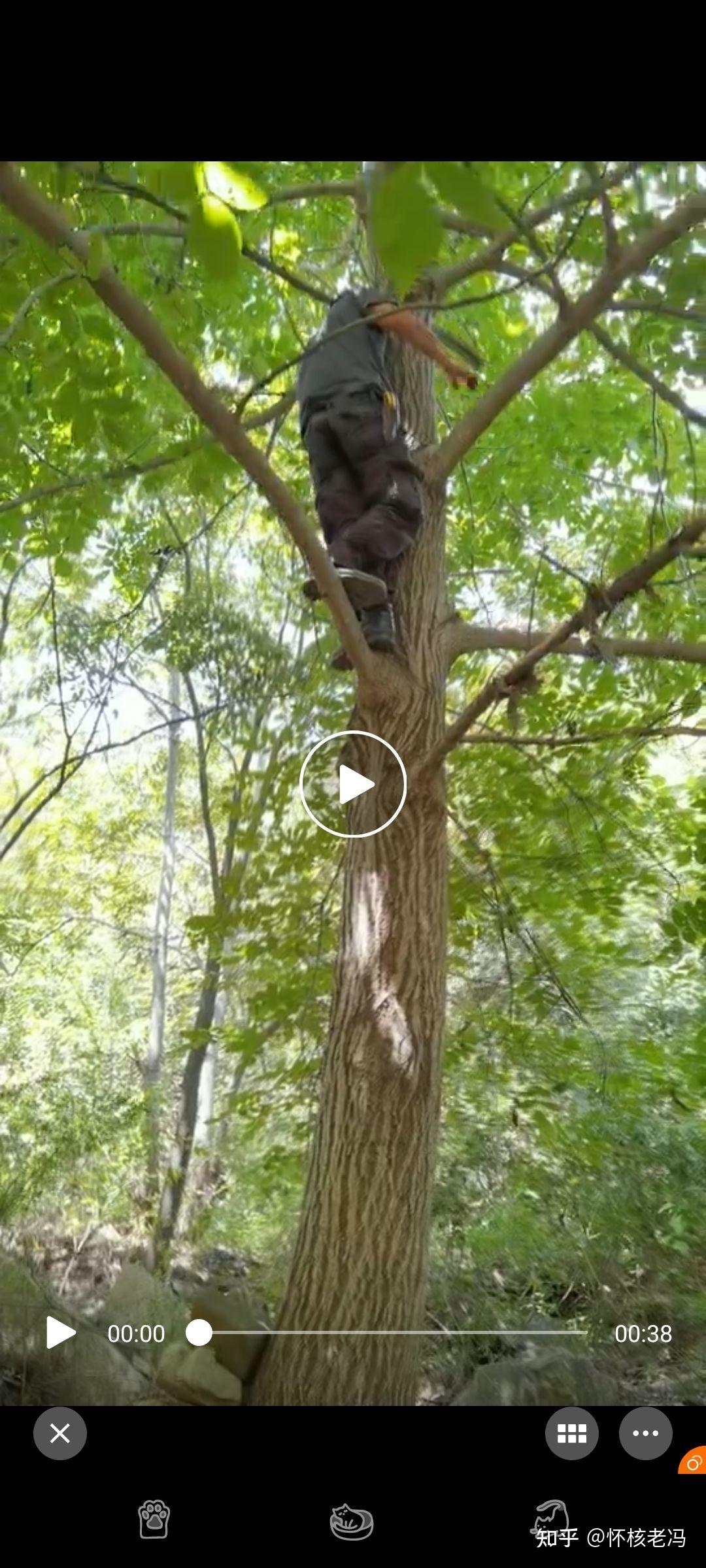 该树还没嫁接,仅一颗原树挂果,喜欢野生小众的不容错过