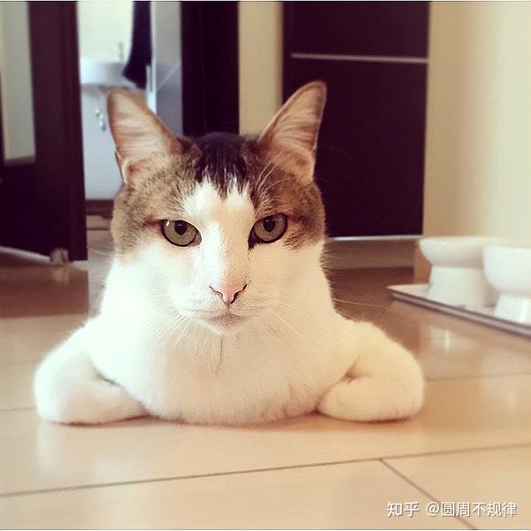 猫喜欢“揣手手”，不止是为了取暖，而是另有目的！ - 知乎