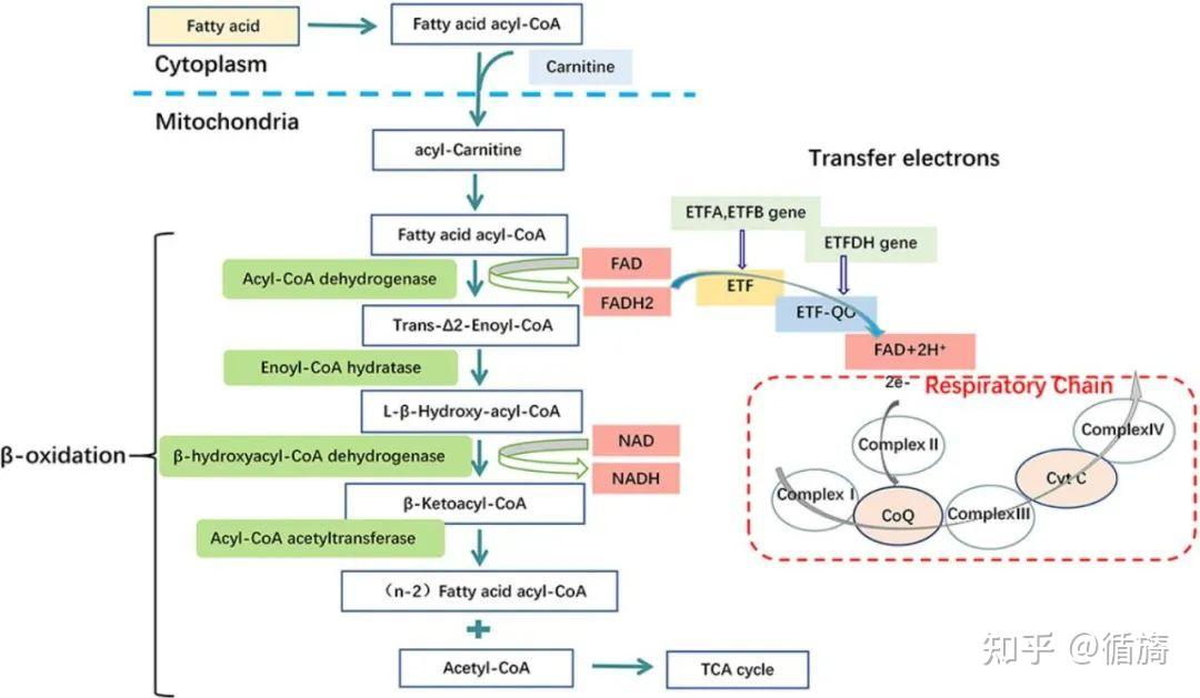 ii 型戊二酸血症 (ga-ii)引起非酮症低血糖,代谢性酸中毒,高氨血症的
