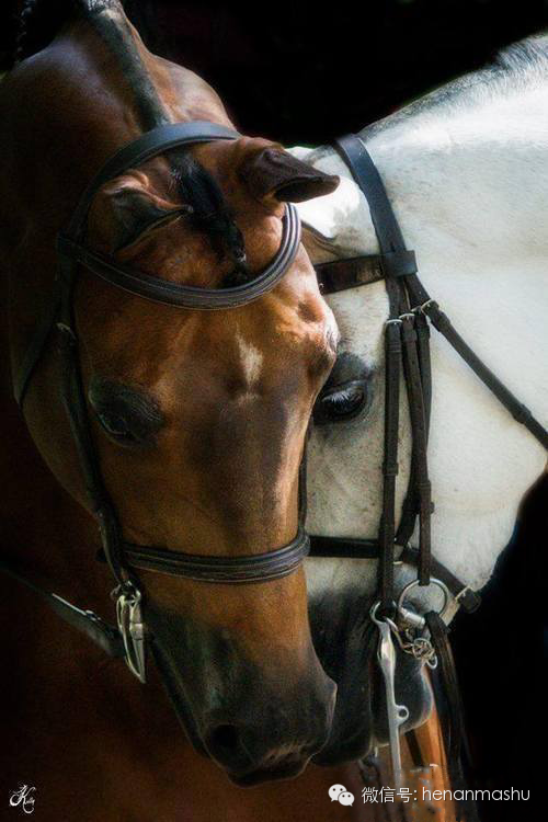 怎样才能成为马的朋友