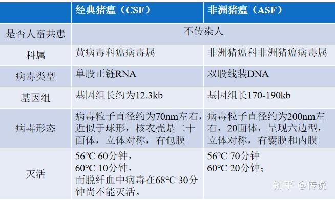 中国非洲猪瘟最新消息图片