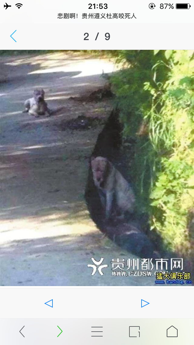 求助,城市养大型犬被举报狗狗被没收怎么办 -