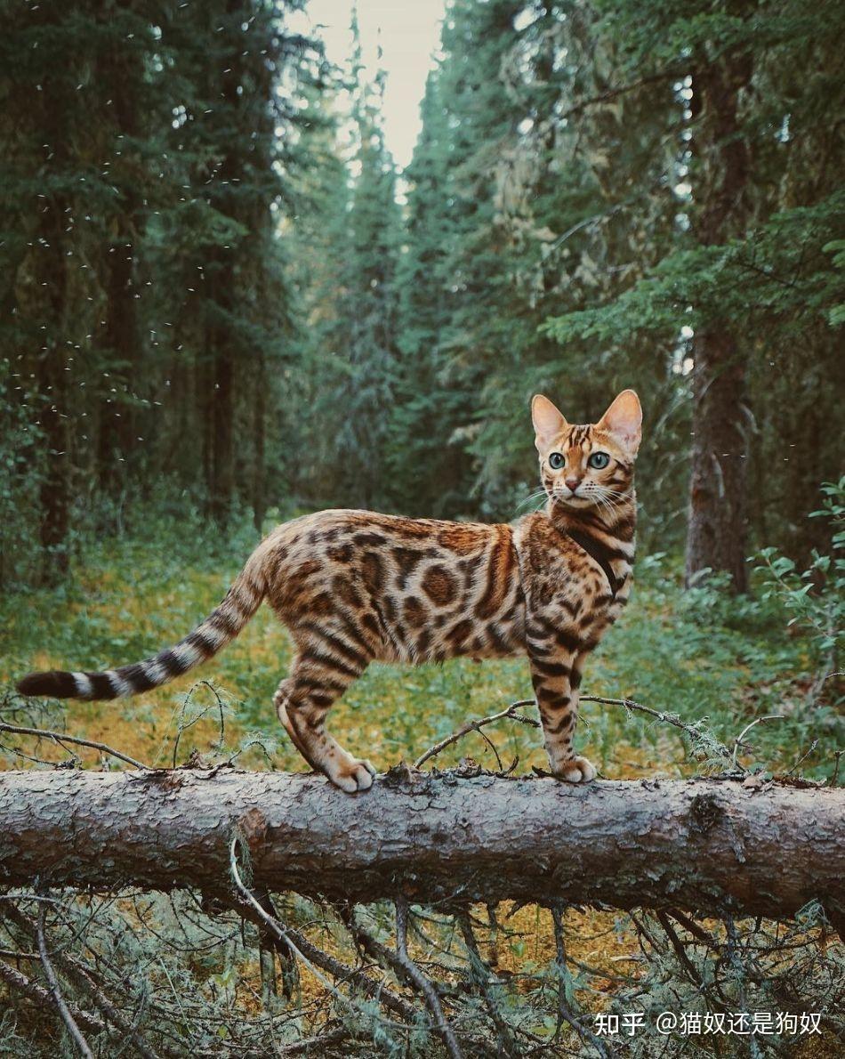 江湖人称“猫中四煞”的4种猫,容易扑人咬,看见要绕路走 - 知乎