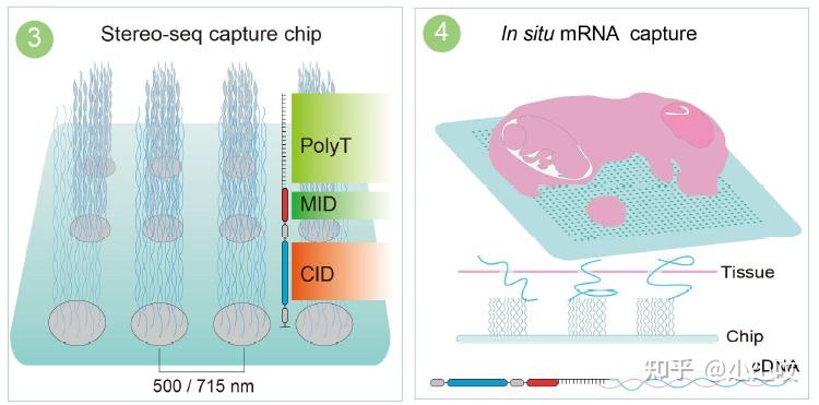 新組學技術 | stereo-seq:大視場納米級分辨率時空組學技術 - 知乎