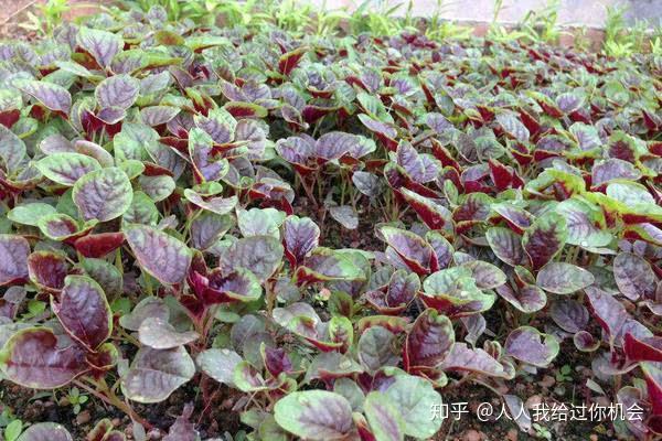 立体种植蔬菜技术 立体种植蔬菜一亩当十三亩 知乎