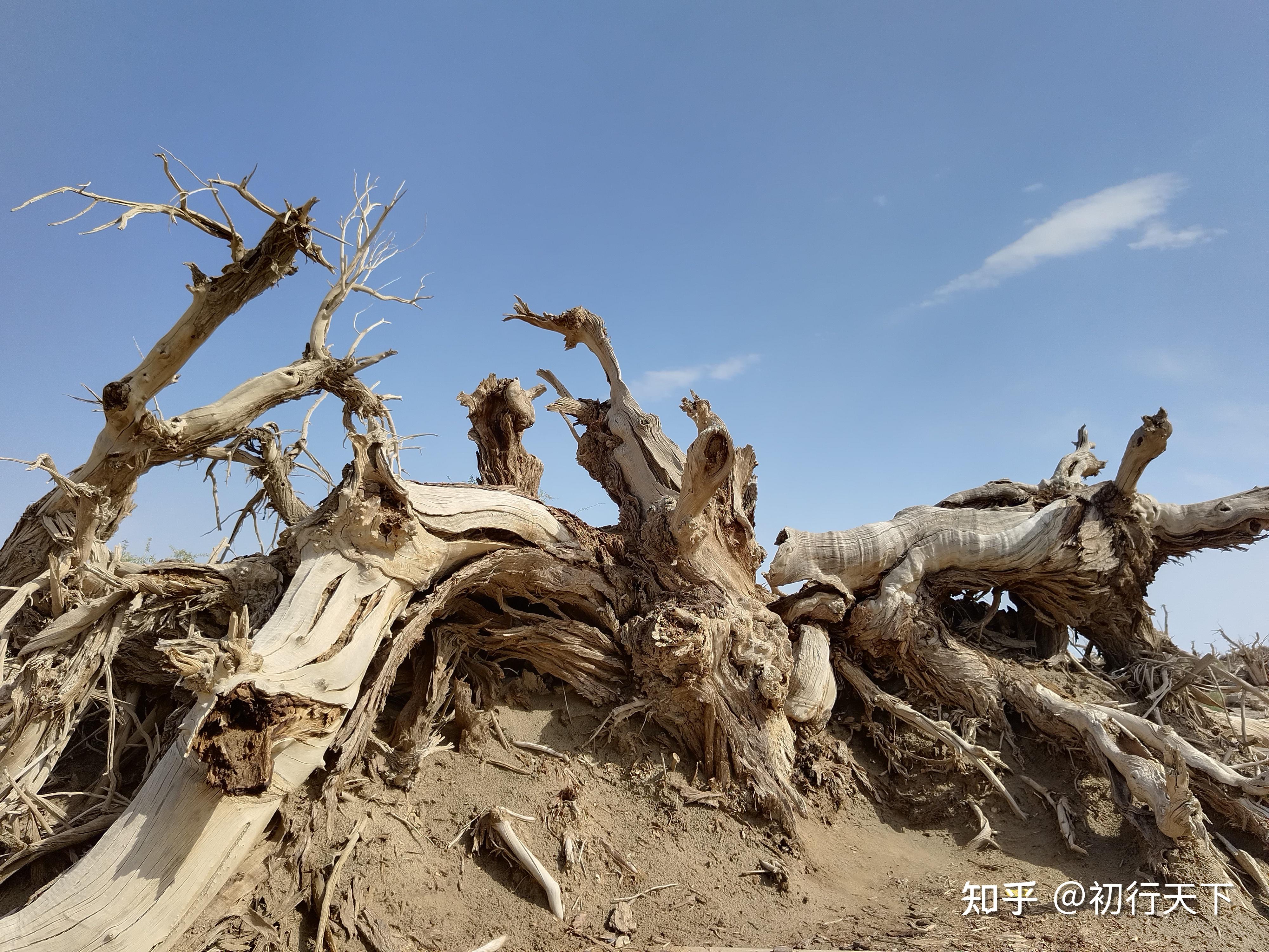 睡胡杨谷:根雕艺术馆 岁月铸辉煌