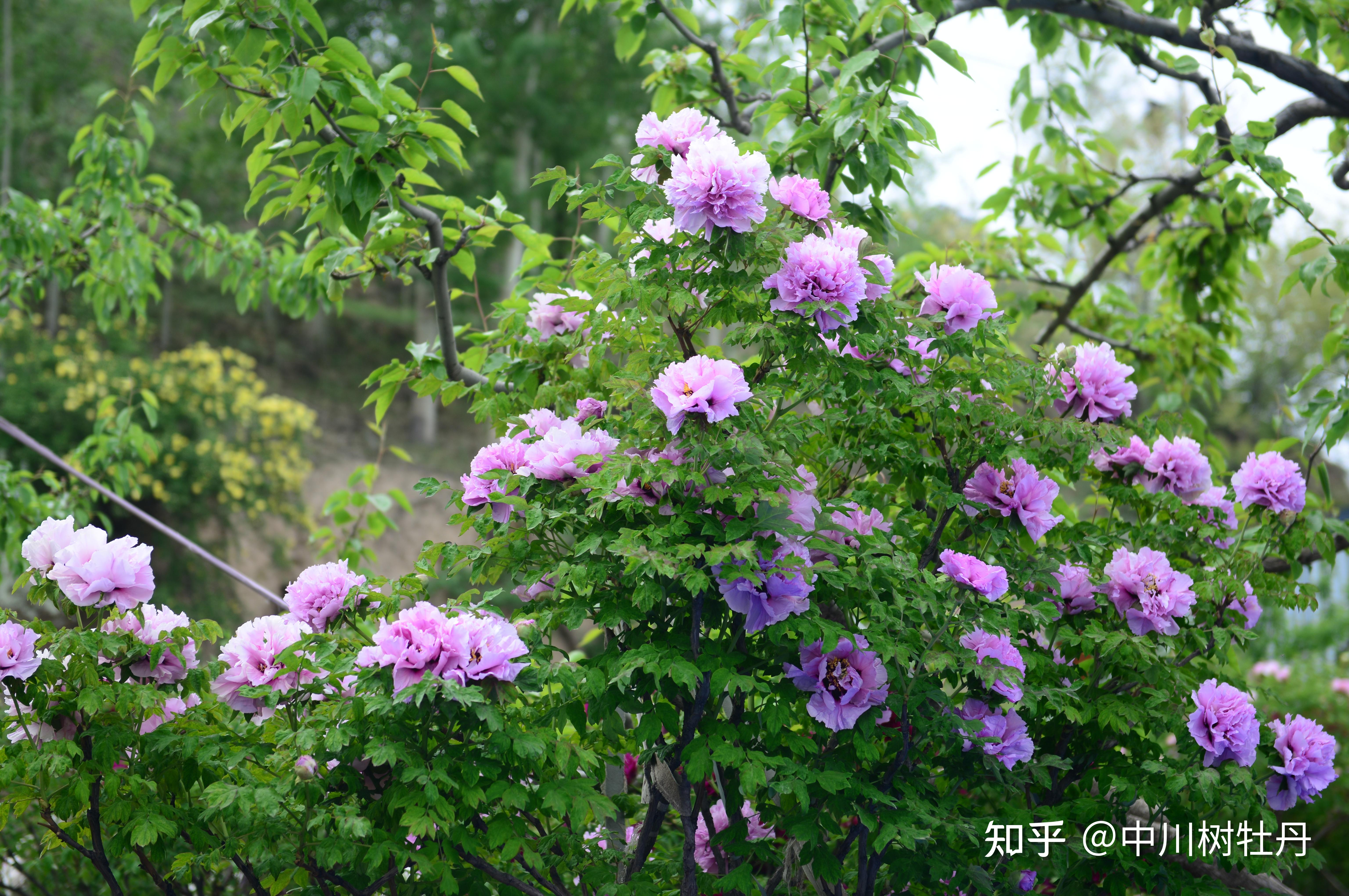 基地 今年全国牡丹开花普遍较早,中川牡丹园作为全国开花最晚的园区