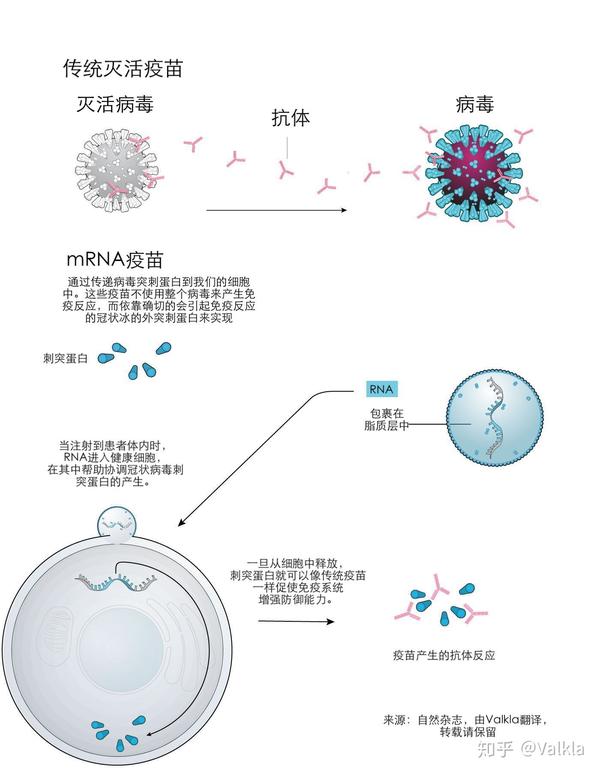 曙光的来临还是市场的兴奋剂新冠疫苗