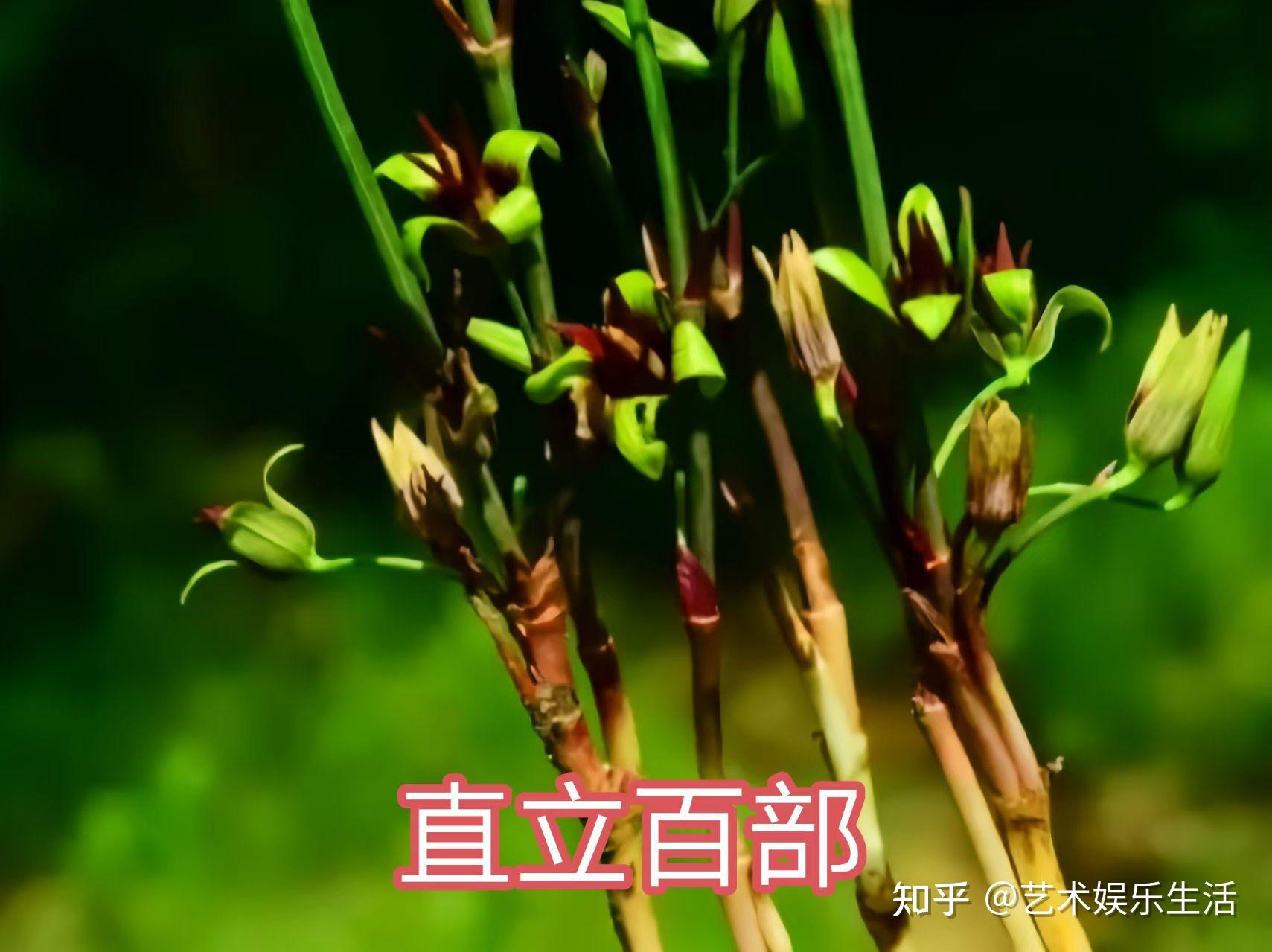 30种百部科植物的代表物种 - 知乎