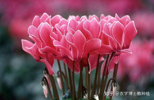 仙客来，养护技巧多！掌握这几点，花期长、花量大，轻松开爆盆 - 知乎