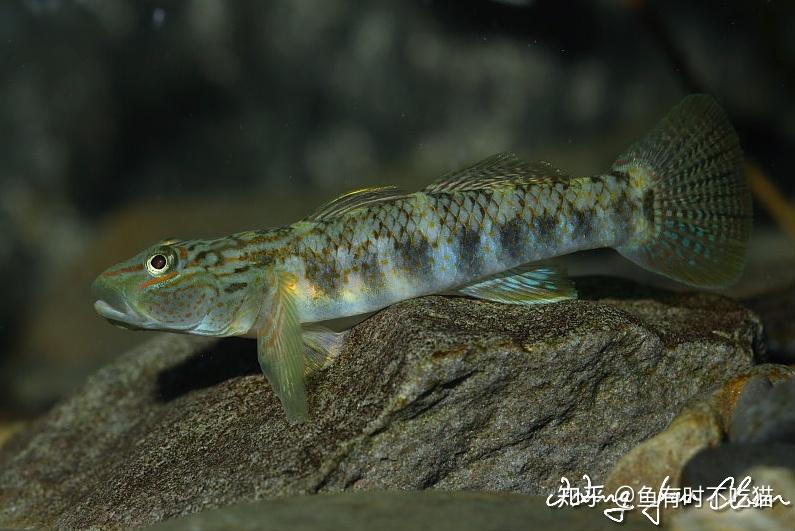 中國原生魚吻蝦虎魚圖鑑