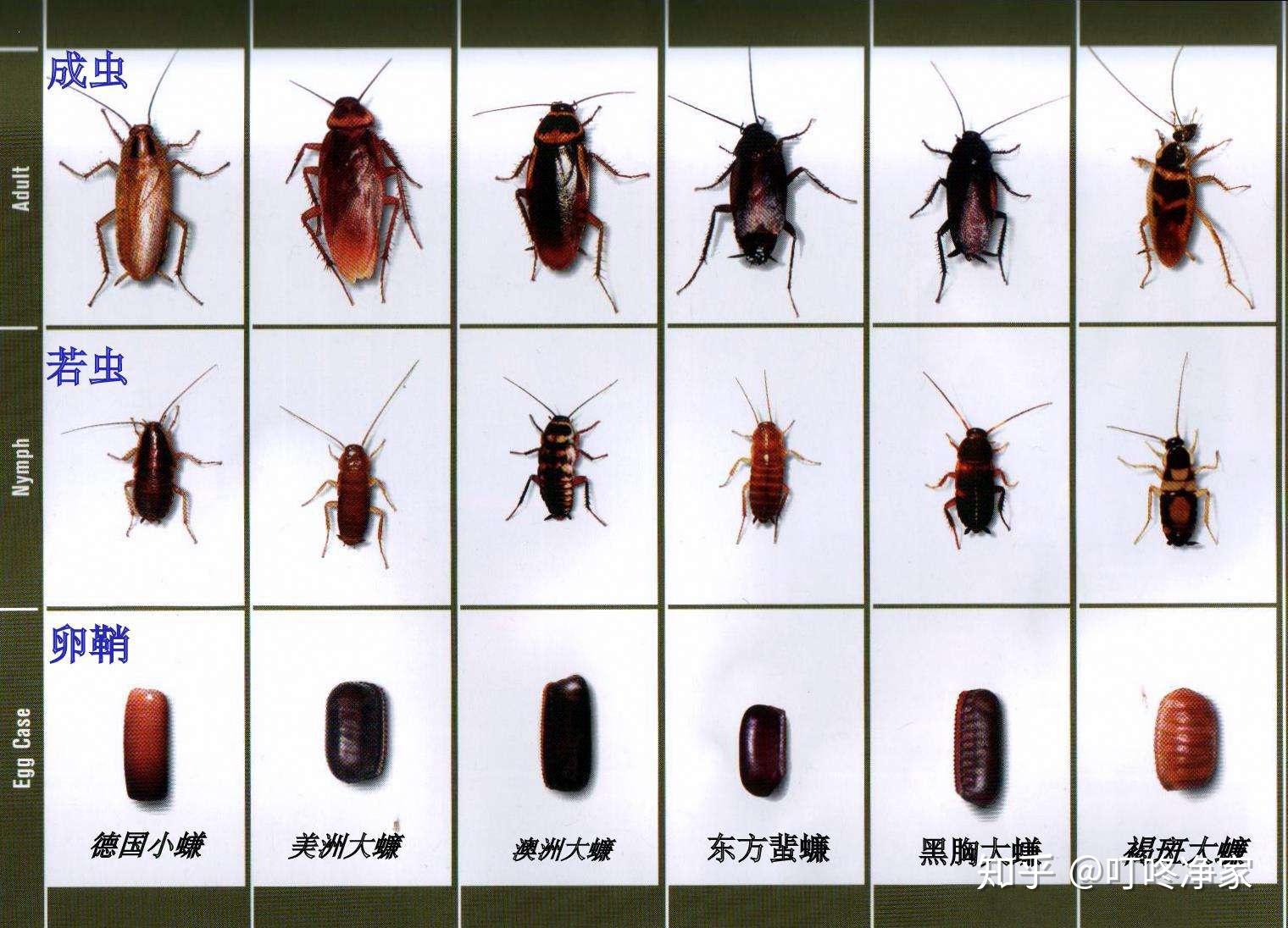 蟑螂 免费图片 - Public Domain Pictures