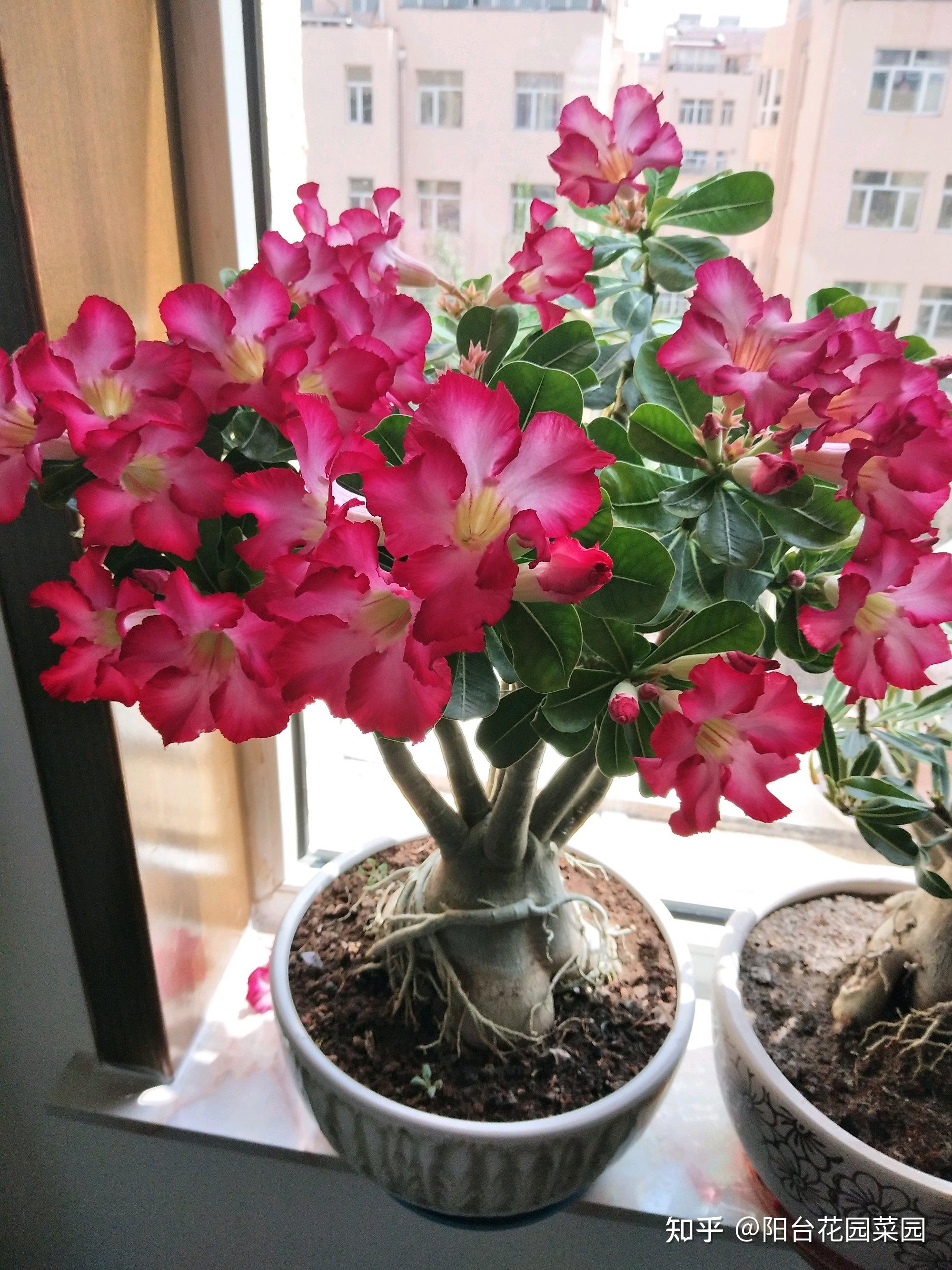 5种长寿花,天生“富贵命”,养它几十年,就是“传世宝”(名贵长寿花)