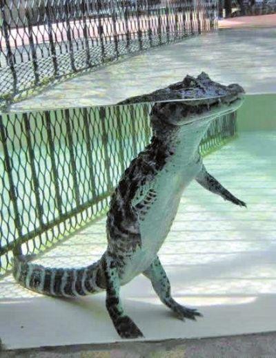 鳄鱼在浅水区是站着走路的!∑(Дノ)ノ