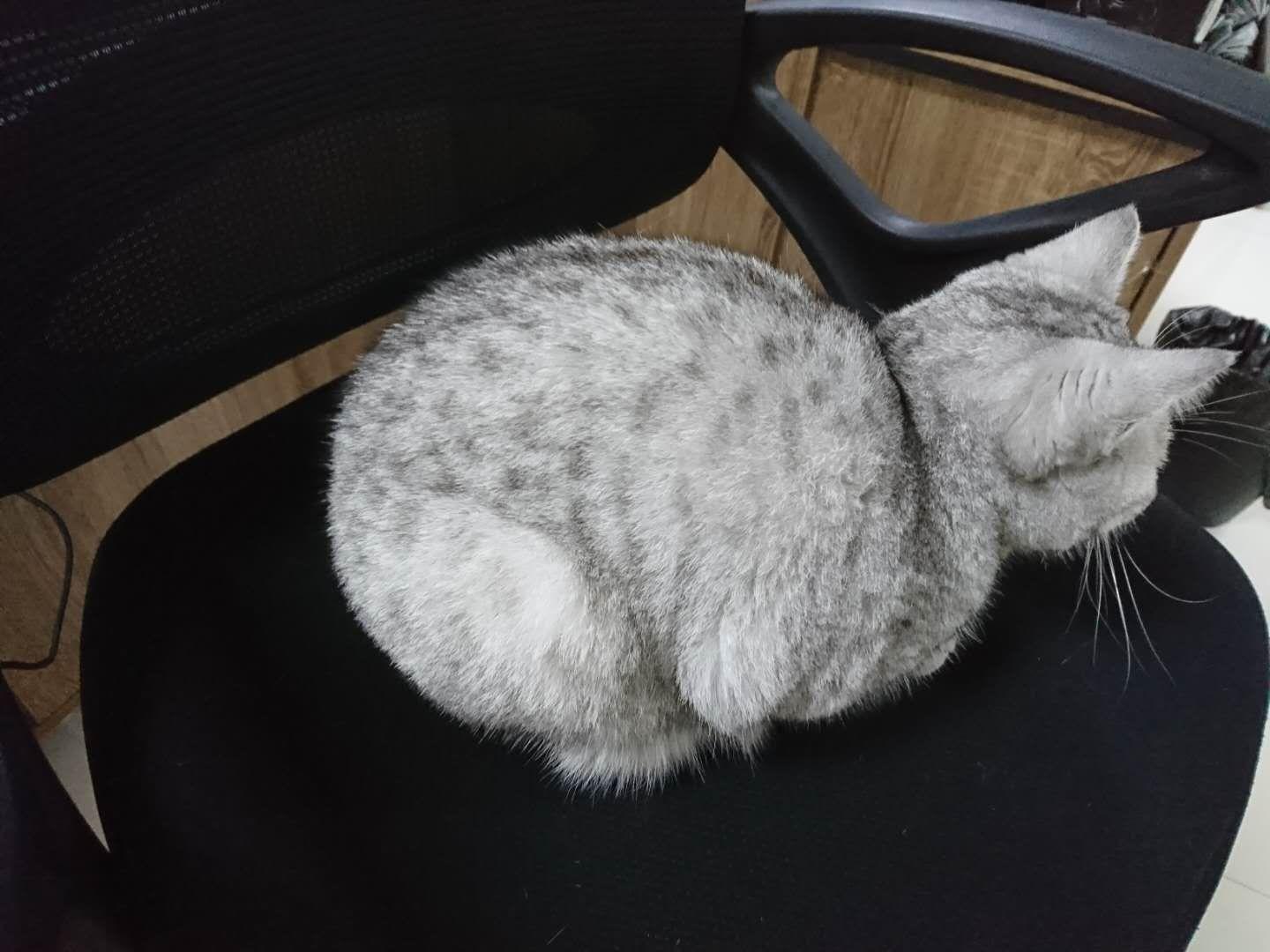 在墨墨科技(墨墨背单词)工作是一种怎样的体验