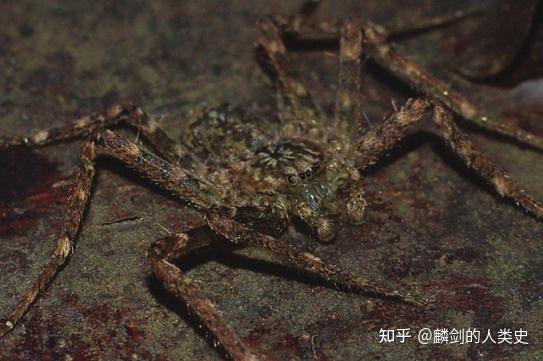 新蛛亚目—拟扁蛛科