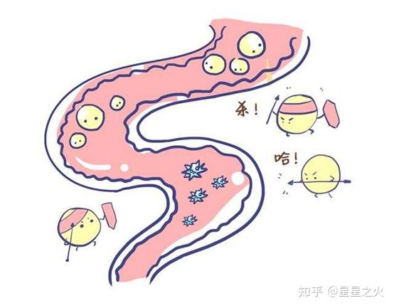 免疫力与肠道健康的关联 知乎 