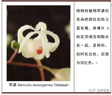 专业人士眼中的花有何不同 知乎