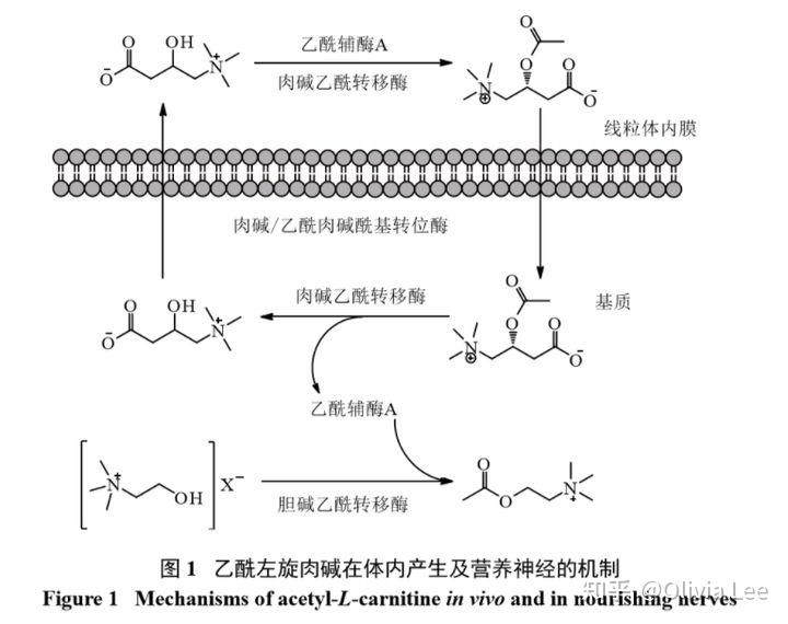 acetyl l carnitine    NusaPure 750150| (Acetyl-L Carnitine -ALC) -- 1Kanbo