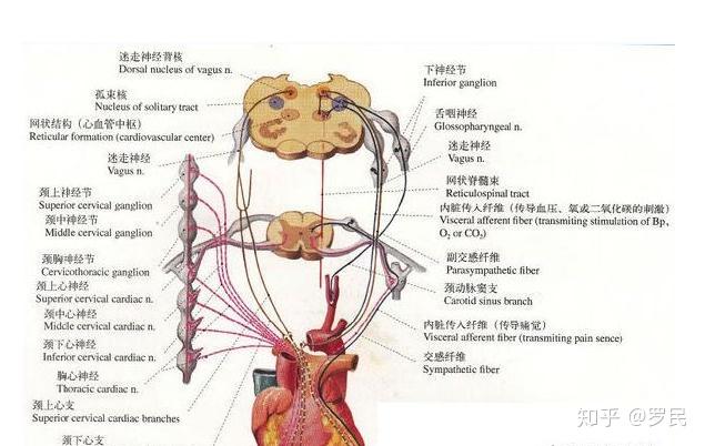 v2-eb8b1143ff151da62da3bcc49c9ff2cb_r.jpg