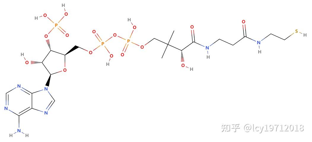 泛酸是一种不需要特别补充的重要维生素