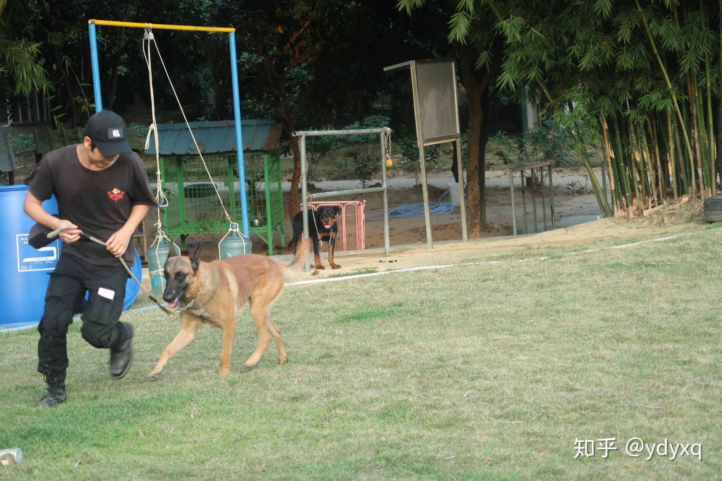 中山伊甸园训犬基地搜救犬的一天