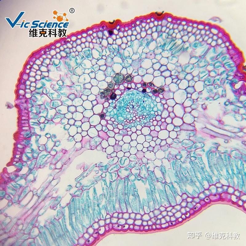 植物细胞切片如何制作 - 知乎
