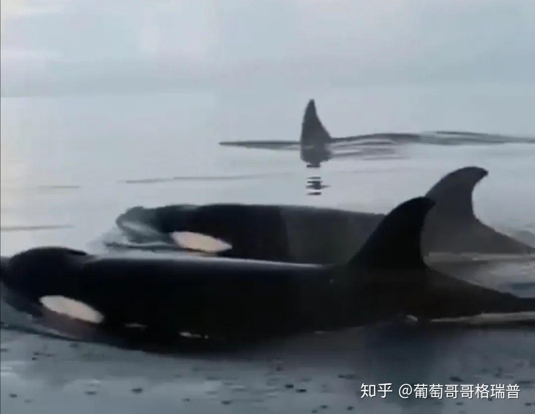 为什么说虎鲸不是鲸鱼？ - 知乎