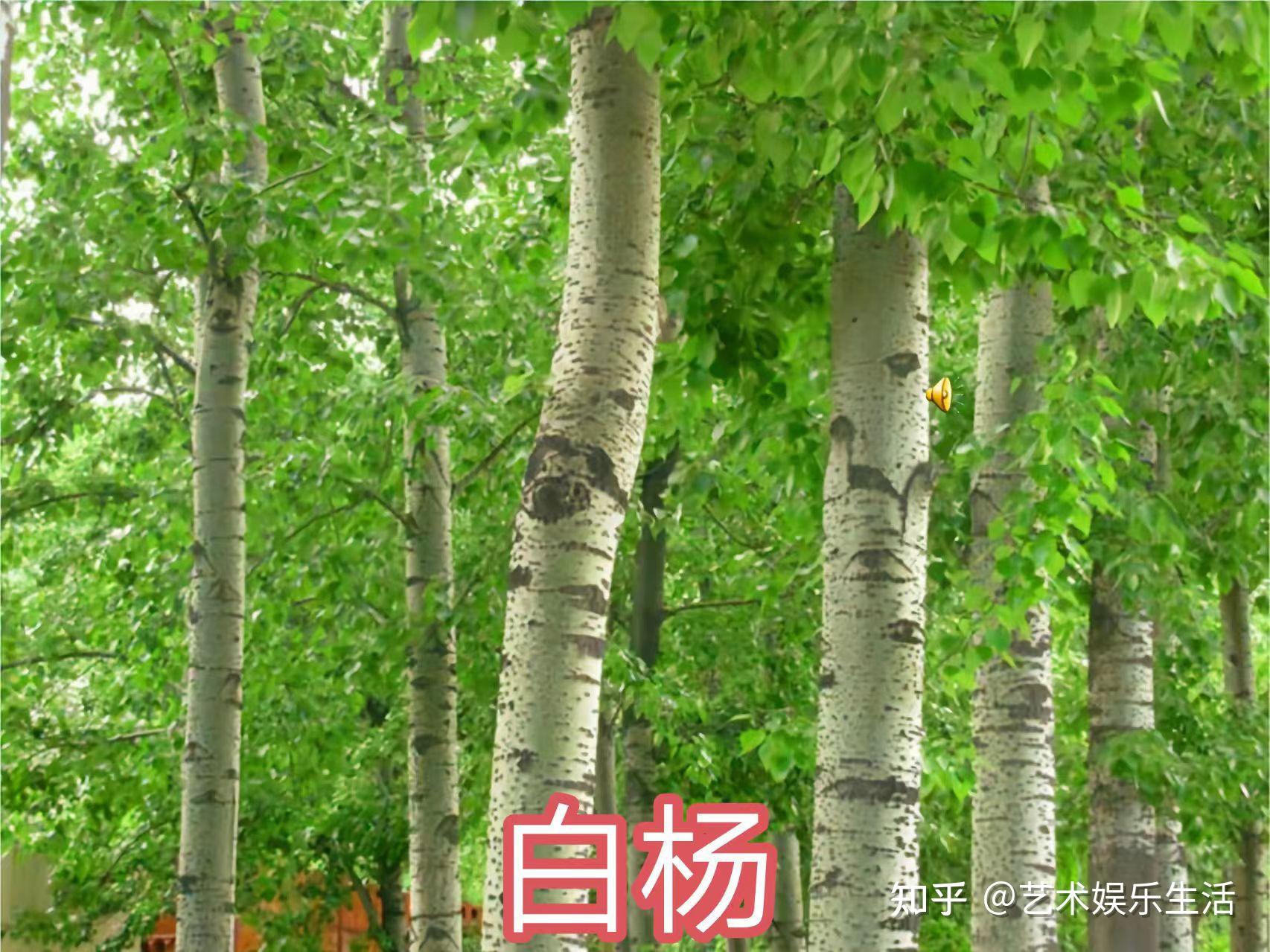 杨柳科植物有哪些 - 知乎