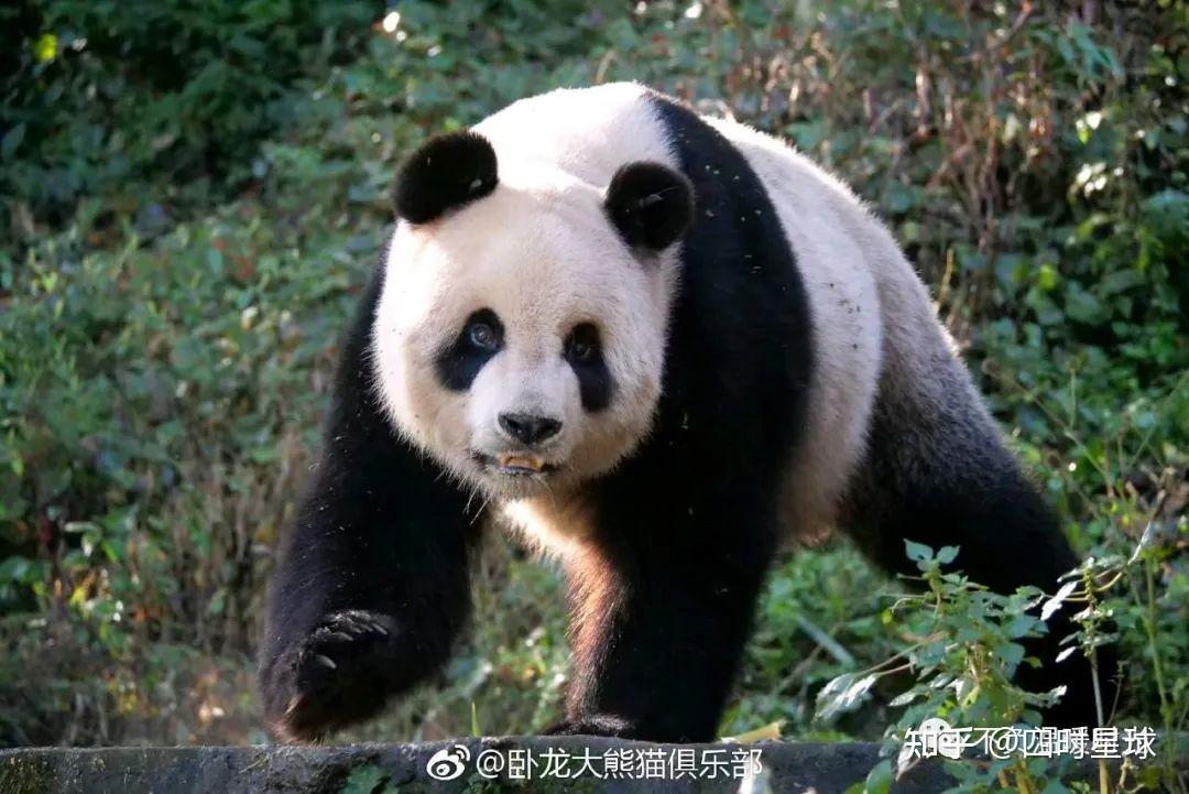 大熊猫淑琴,四胖有点大智若愚 - 知乎