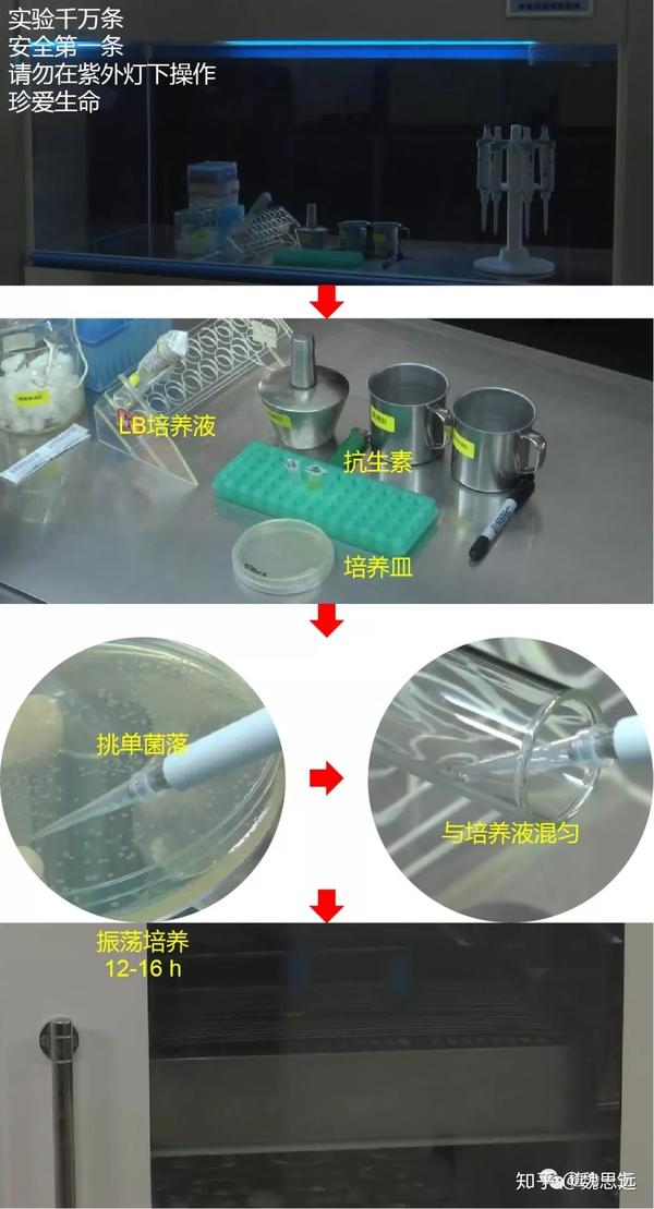 【分子】dna的提取與檢測(下)——質粒dna