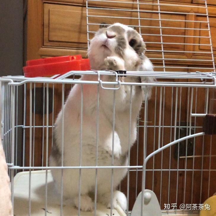 如何饲养宠物兔? - 知乎
