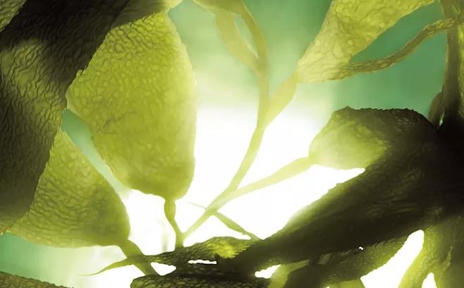 millerdazzle米叻沐浴露中奥氏海藻的作用