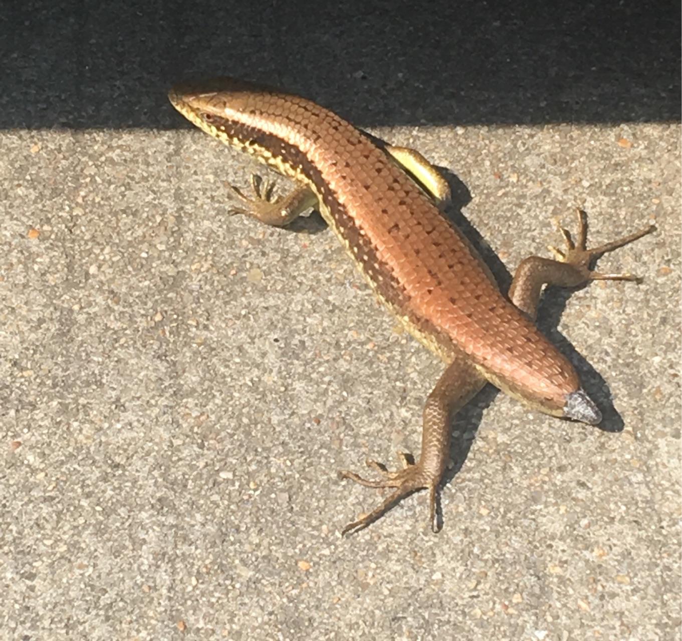 变色龙蝾螈蜥蜴大概10公分长尾巴断了求科普