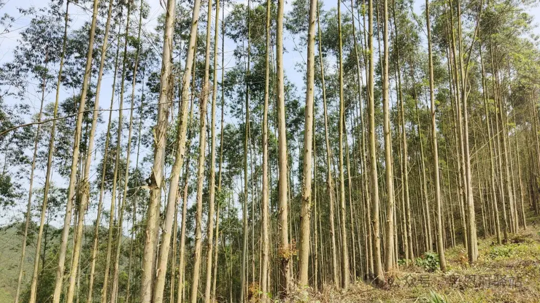 广西满山遍野的速生桉树,是福还是祸? - 知乎