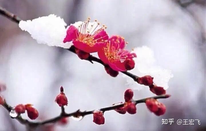 七律.冬梅傲雪 - 知乎