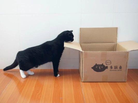 多抓鱼箱子猫大赛开始了