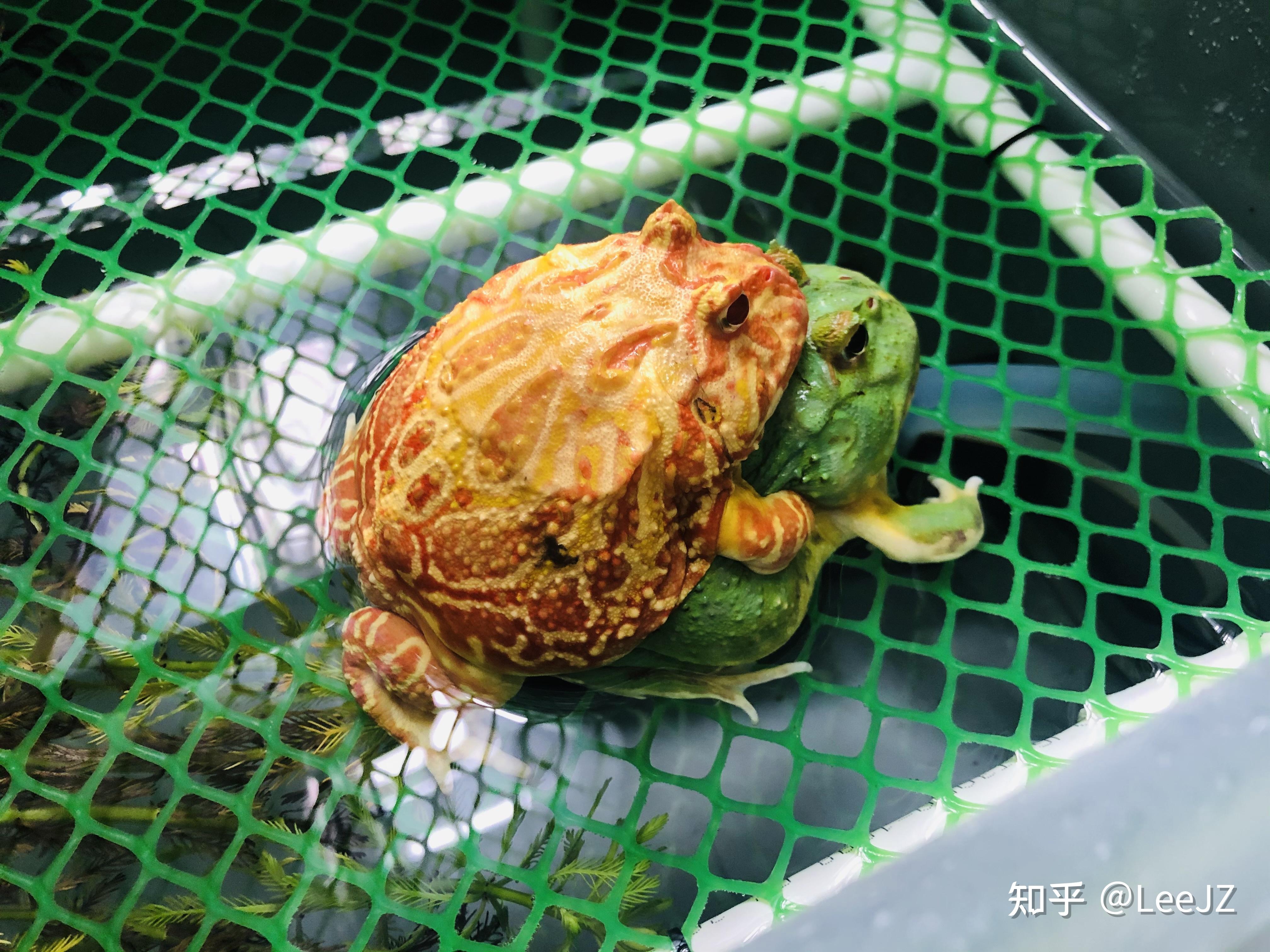 记录繁育角蛙过程