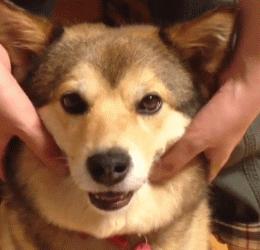 哈士奇与柴犬的混血居然是这样的毫无违和感